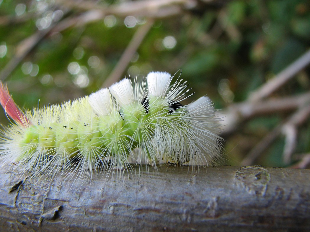 Lepidotteri da identificare nel Parco del Ticino